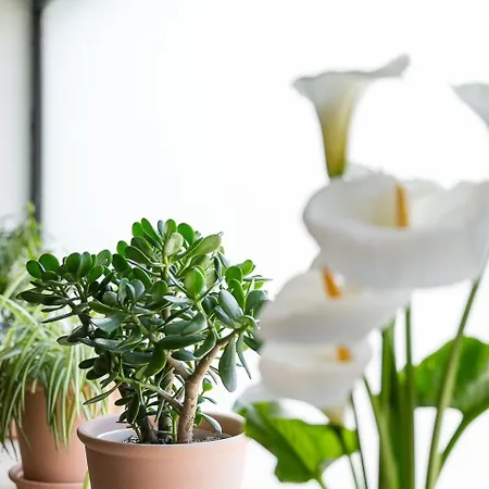 Guestready - Modern In Gaia Daire